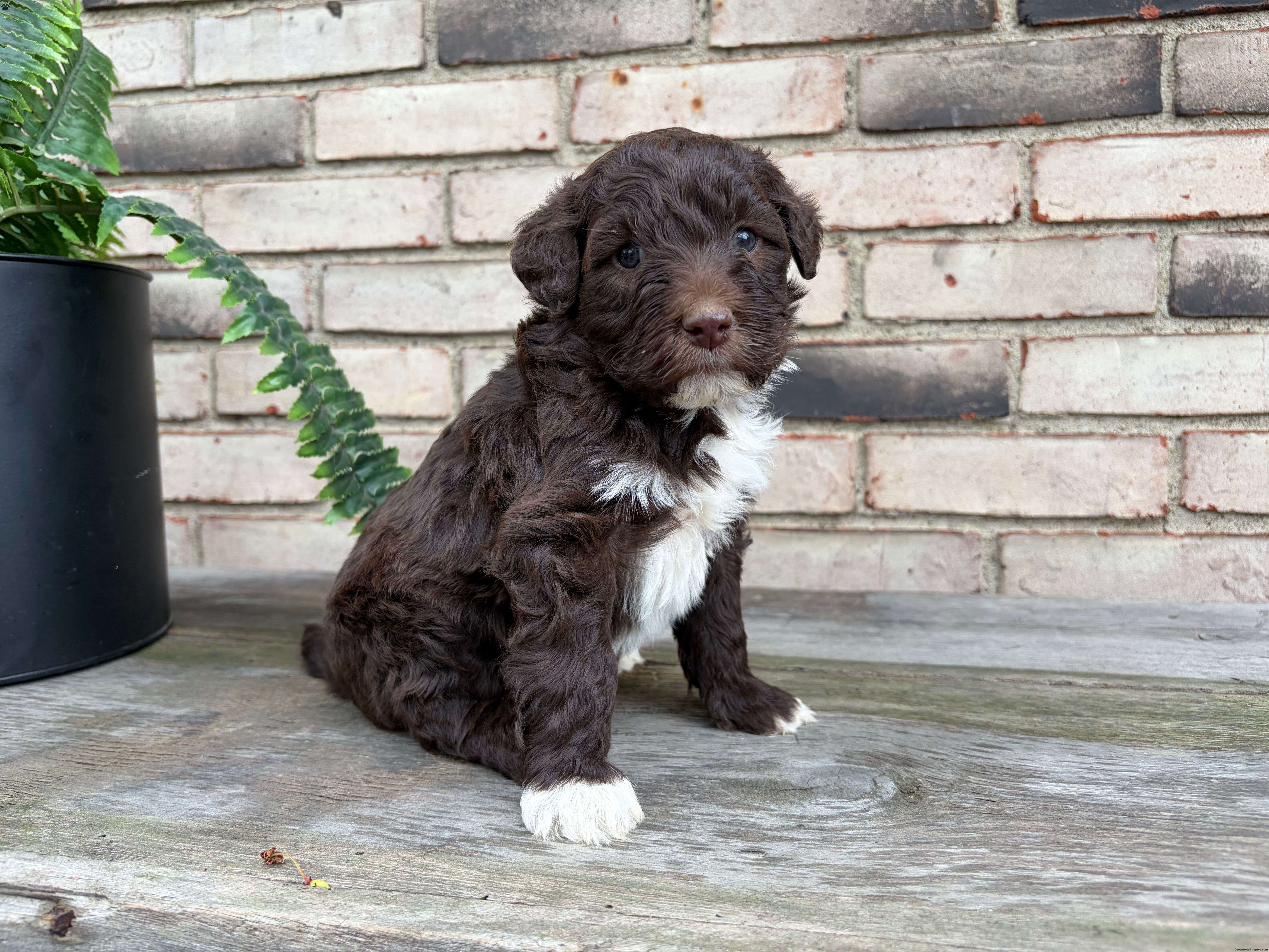 Tahn - Portuguese Water Dog Puppy For Sale in Ohio