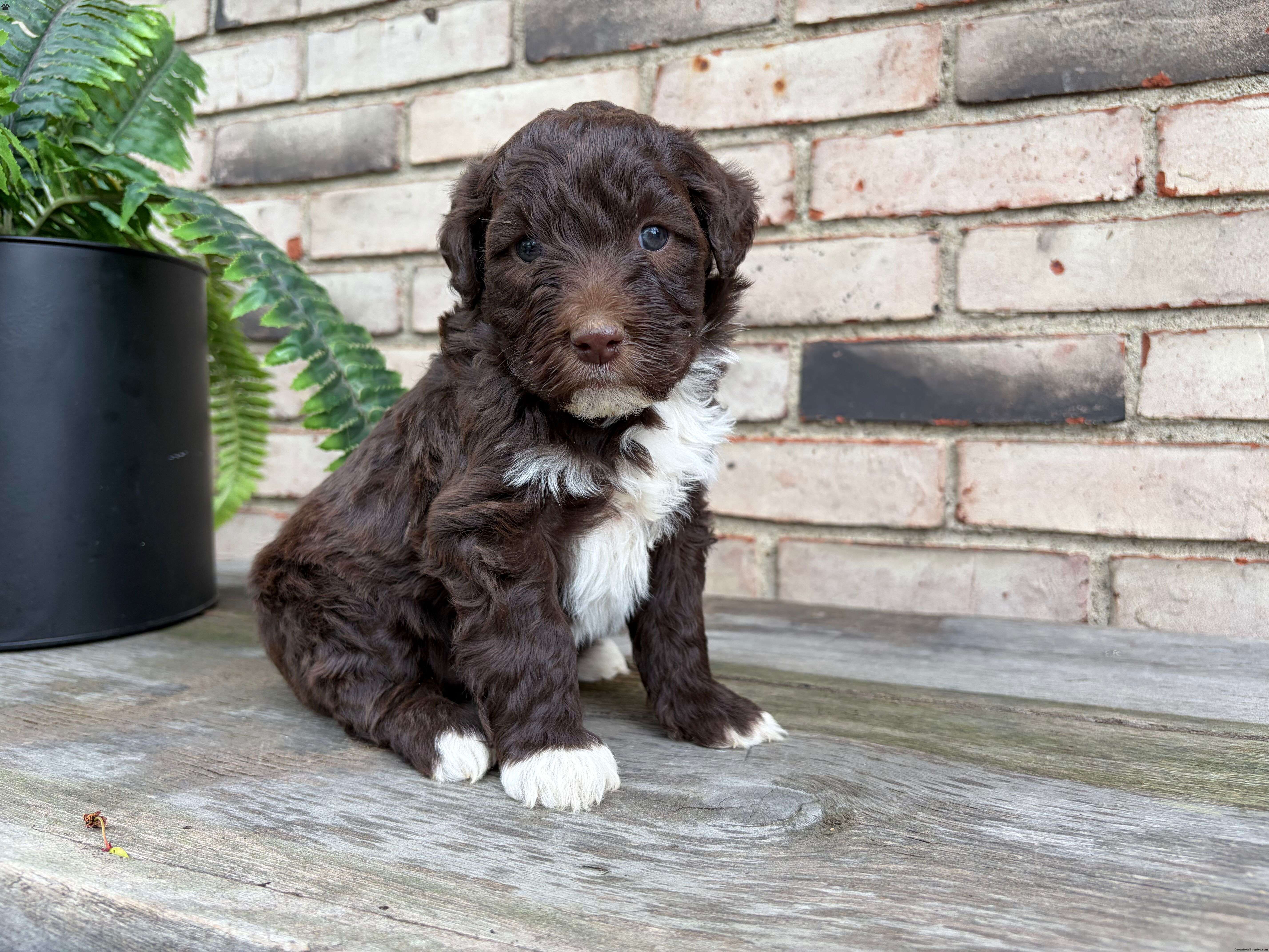 Tahn - Portuguese Water Dog Puppy For Sale in Ohio