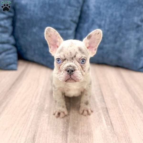 Marco, French Bulldog Puppy