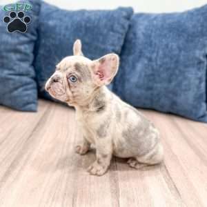 Marco, French Bulldog Puppy