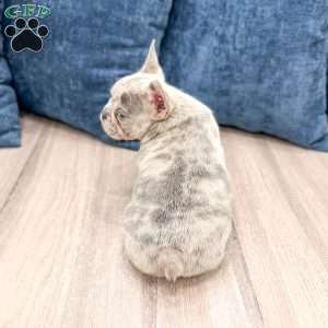 Marco, French Bulldog Puppy