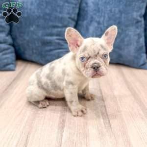 Marco, French Bulldog Puppy
