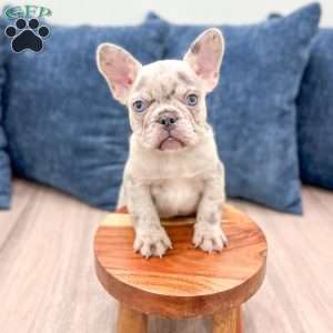 Marco, French Bulldog Puppy