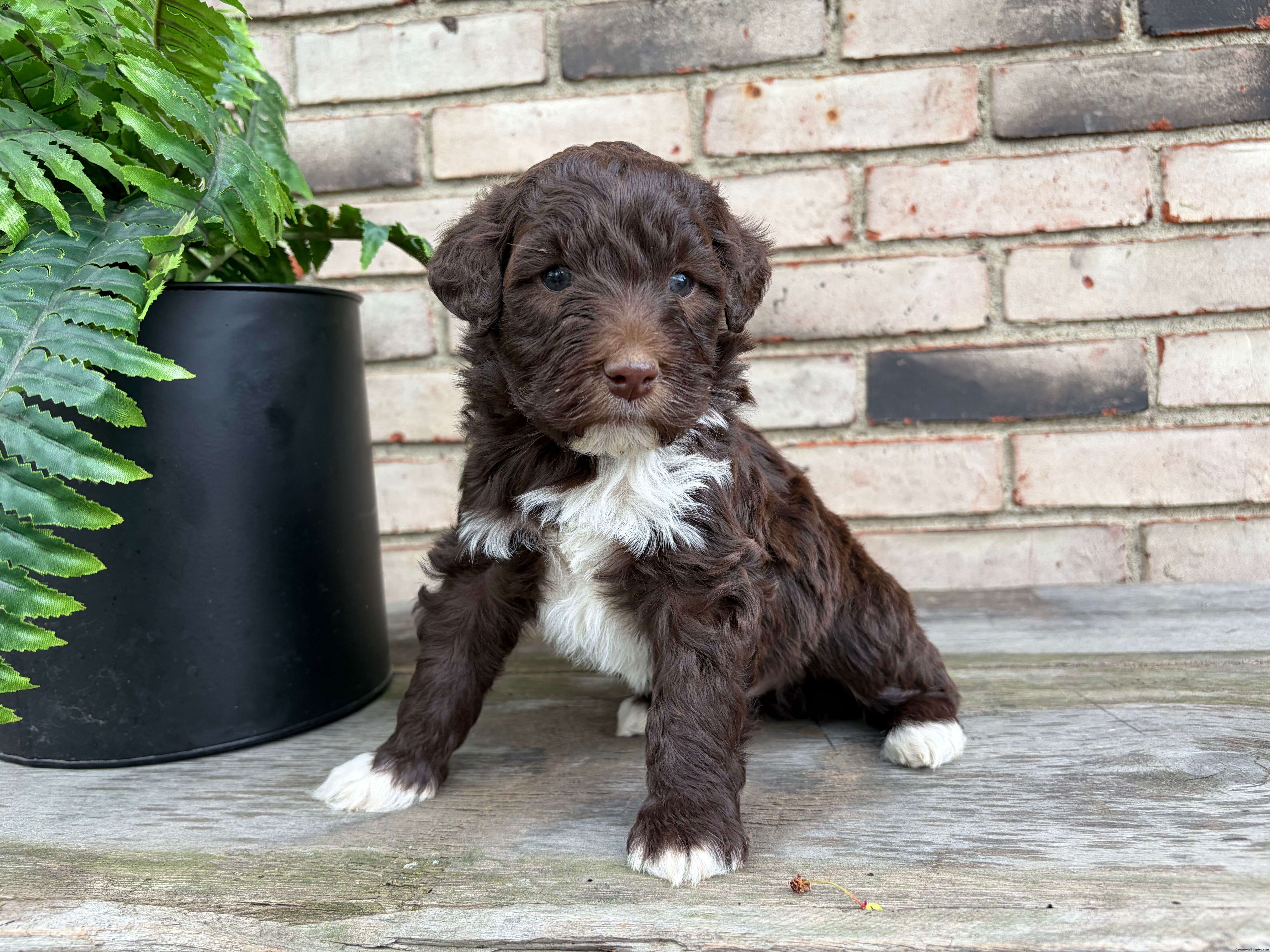 Tahn - Portuguese Water Dog Puppy For Sale in Ohio