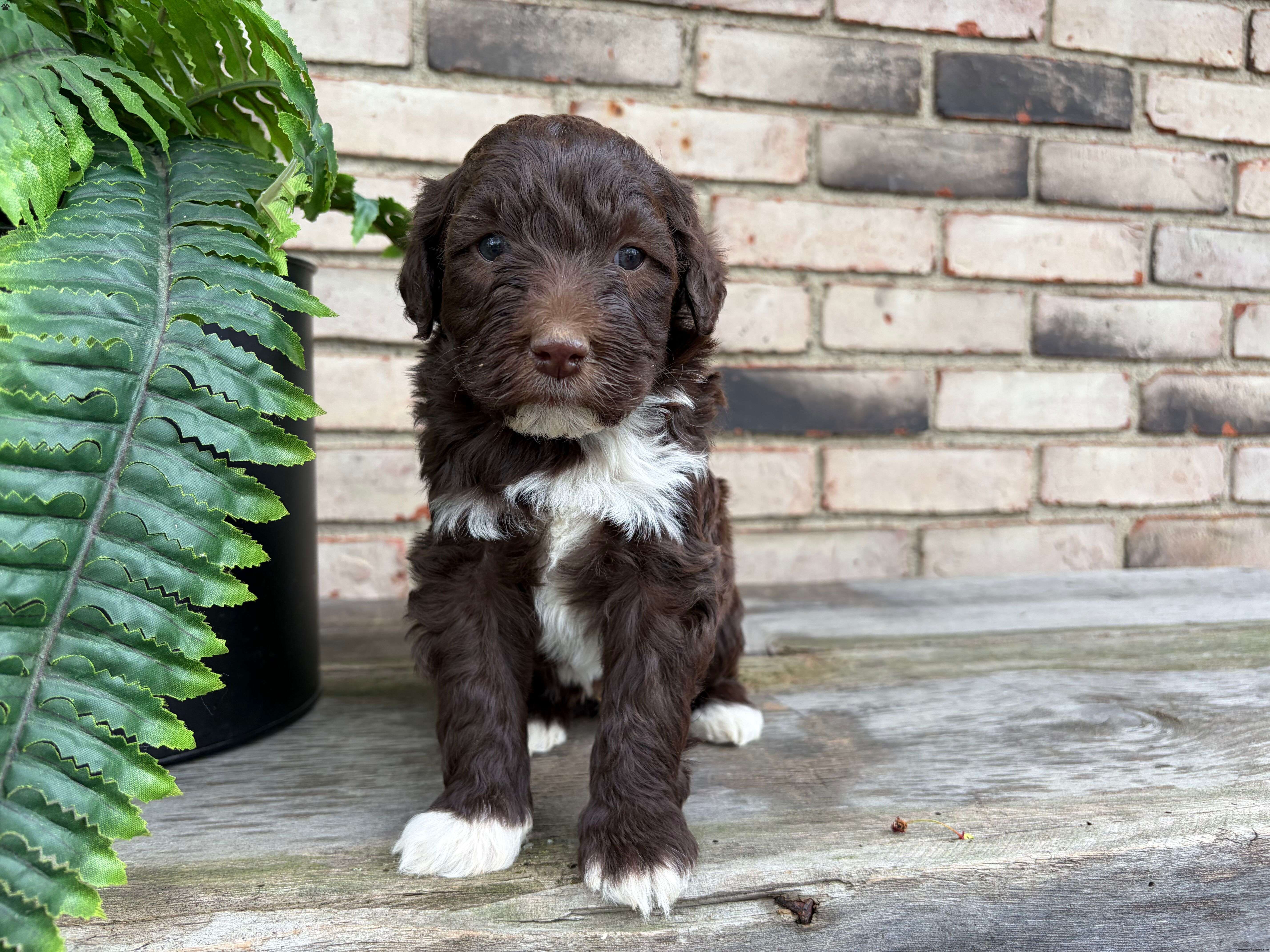 Tahn - Portuguese Water Dog Puppy For Sale in Ohio