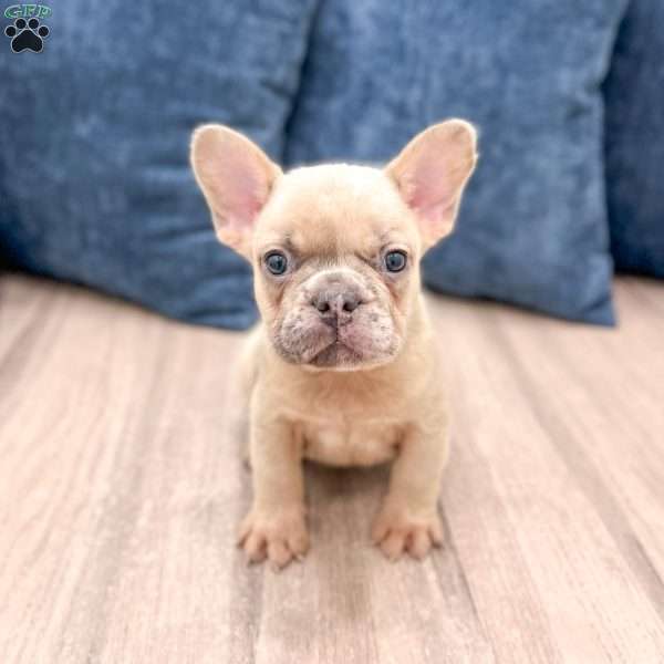 Max, French Bulldog Puppy