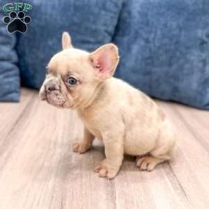 Max, French Bulldog Puppy