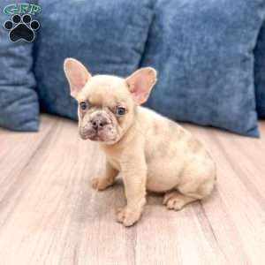 Max, French Bulldog Puppy