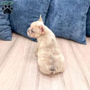 Max, French Bulldog Puppy