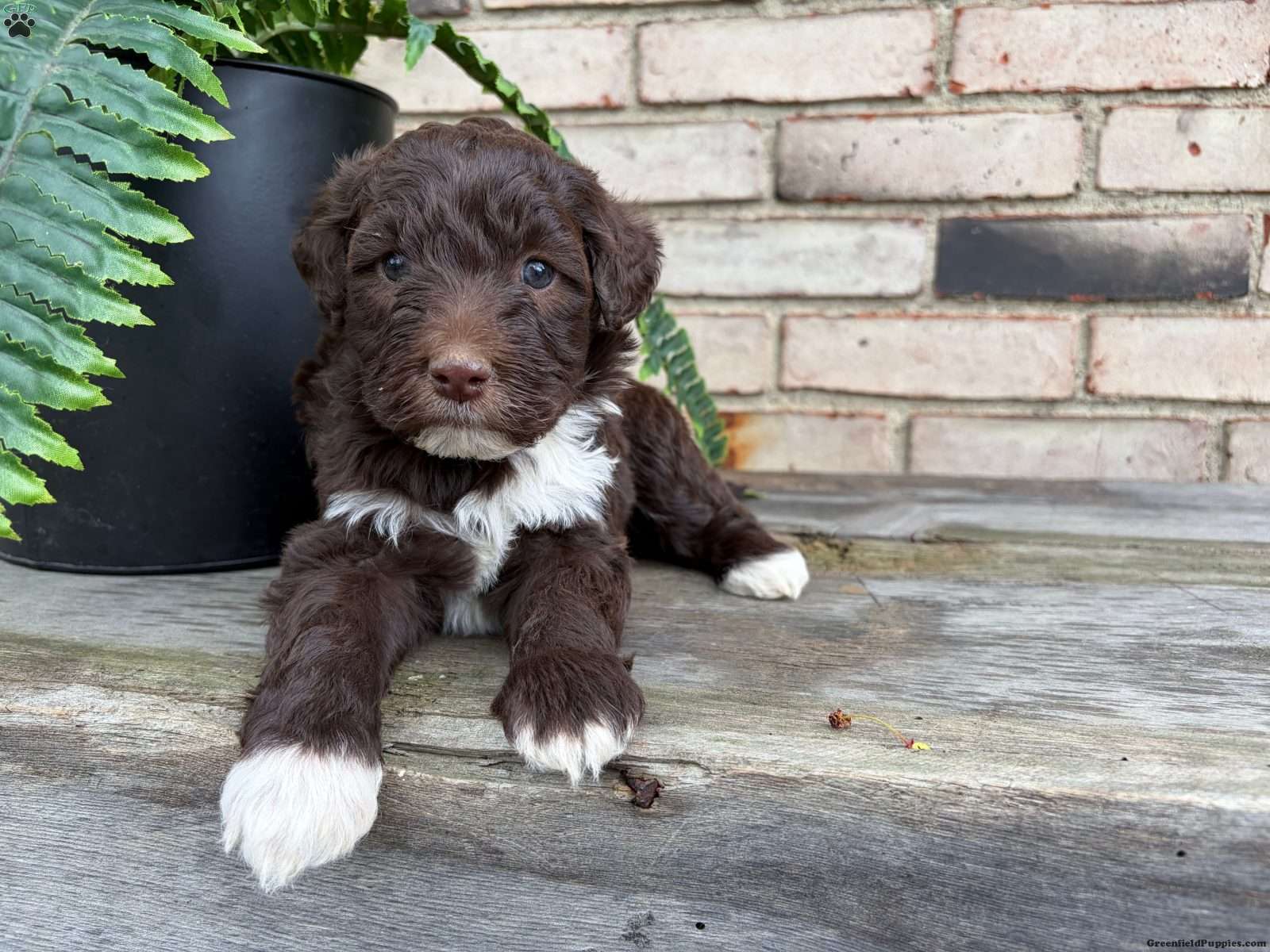 Tahn - Portuguese Water Dog Puppy For Sale in Ohio
