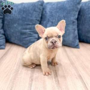 Max, French Bulldog Puppy