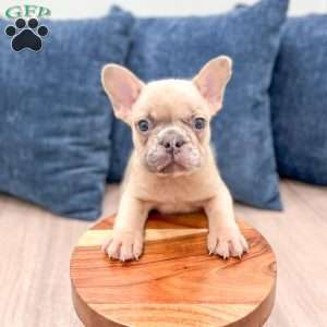 Max, French Bulldog Puppy