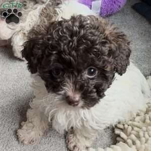 Spot, Toy Poodle Puppy