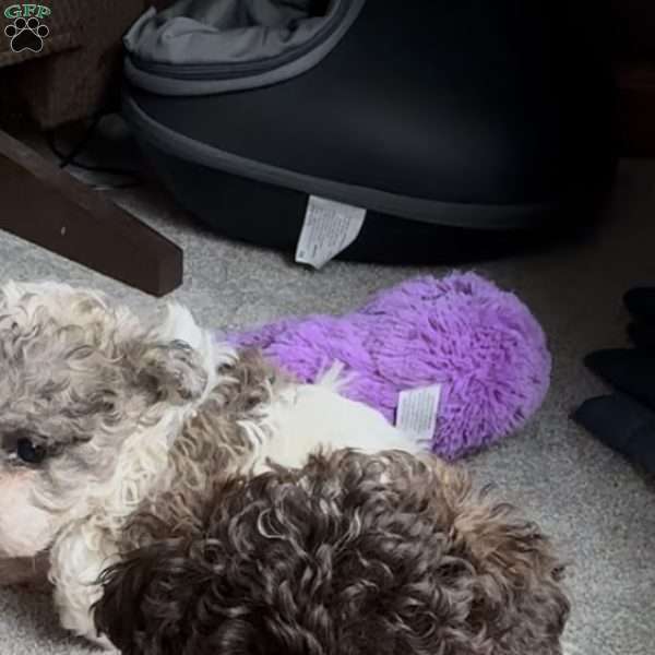 Spot, Toy Poodle Puppy