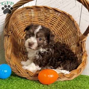 Franky, Havanese Puppy