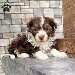 Franky, Havanese Puppy
