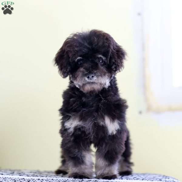 Lilly, Toy Poodle Puppy