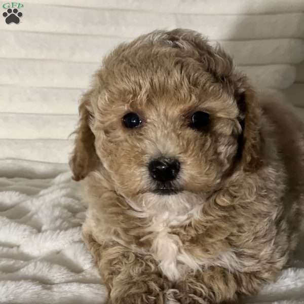 Sandy, Bich-Poo Puppy