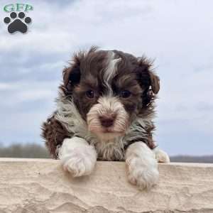 Franky, Havanese Puppy