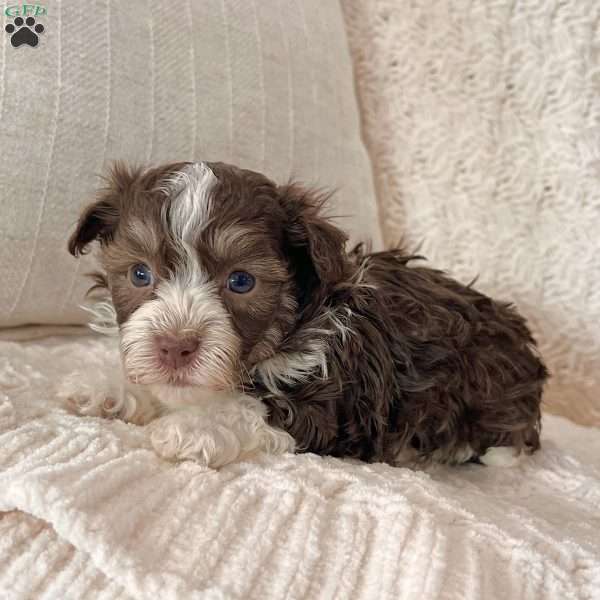 Franky, Havanese Puppy