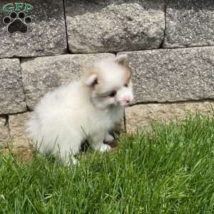 Winnie, Pomeranian Puppy