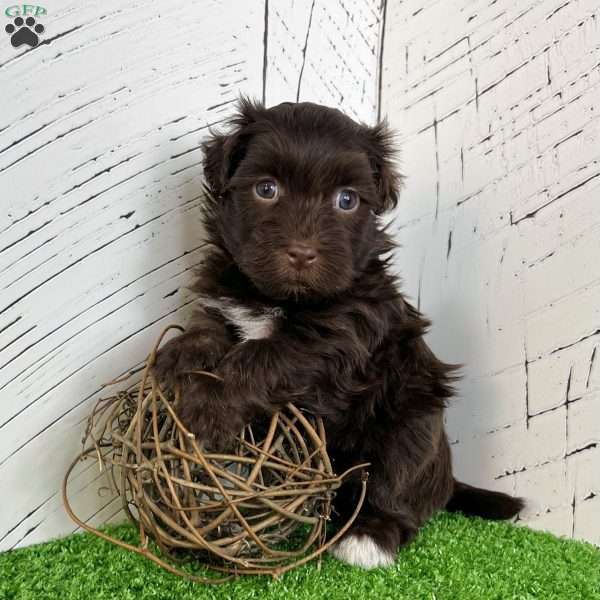 Freddy, Havanese Puppy