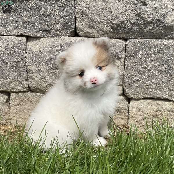 Winnie, Pomeranian Puppy
