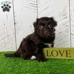 Freddy, Havanese Puppy