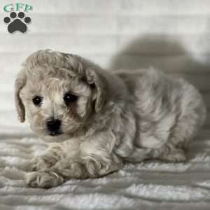 Sarah, Bich-Poo Puppy