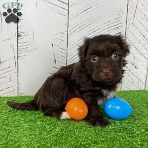 Freddy, Havanese Puppy