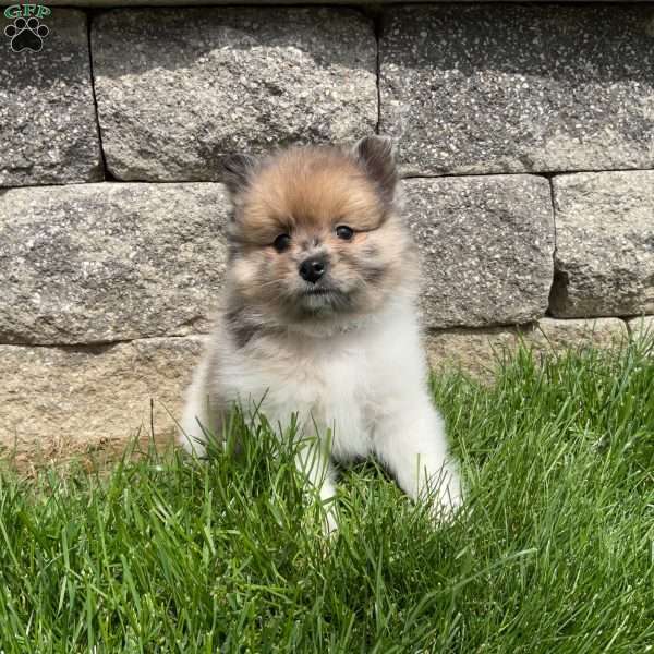 Scout, Pomeranian Puppy