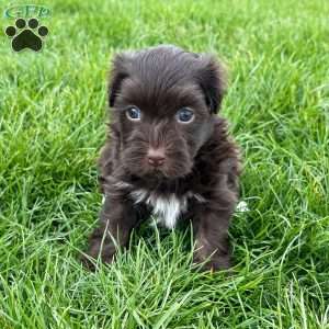 Freddy, Havanese Puppy