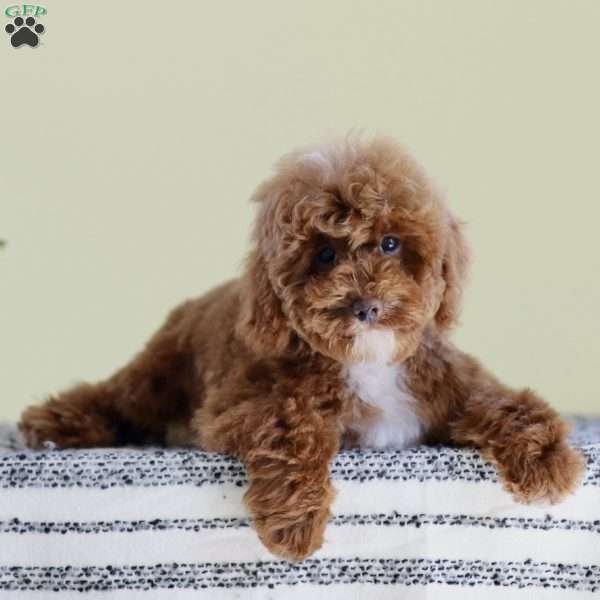 Marvey, Miniature Poodle Puppy