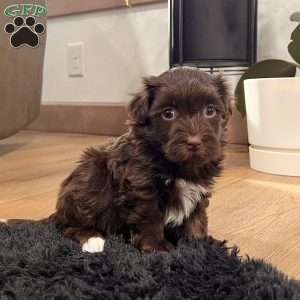 Freddy, Havanese Puppy