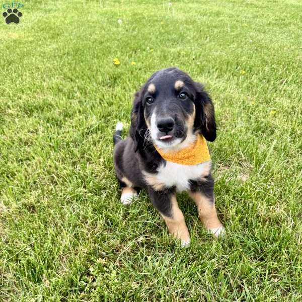 Roly, Bernedoodle Puppy