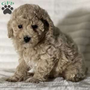 Scott, Bich-Poo Puppy