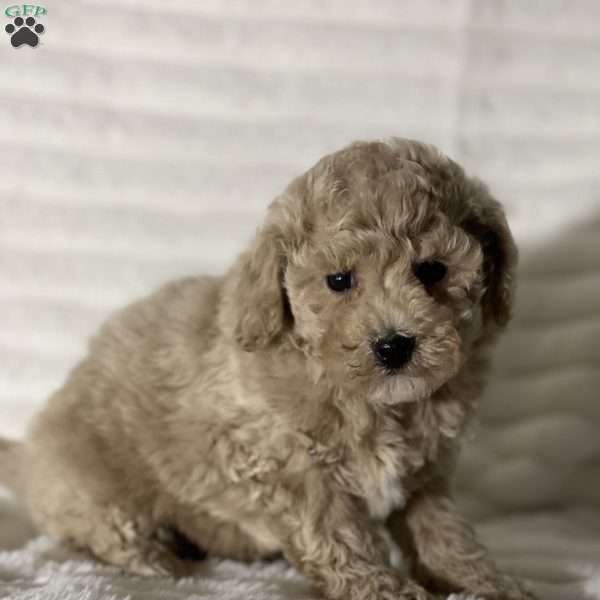 Scott, Bich-Poo Puppy