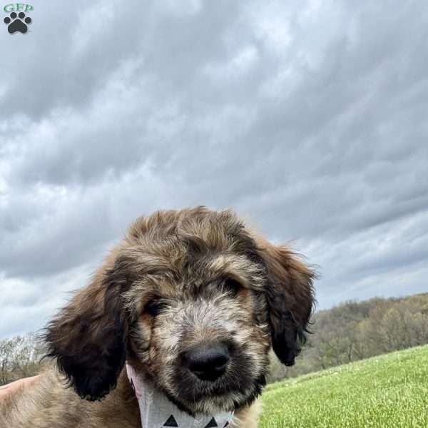 Patch, Bernedoodle Puppy