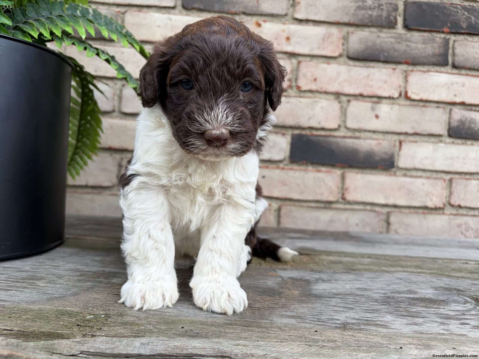 Fjord - Portuguese Water Dog Puppy For Sale in Ohio