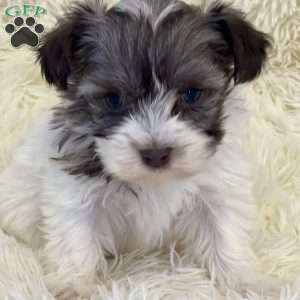 Sue, Havanese Puppy