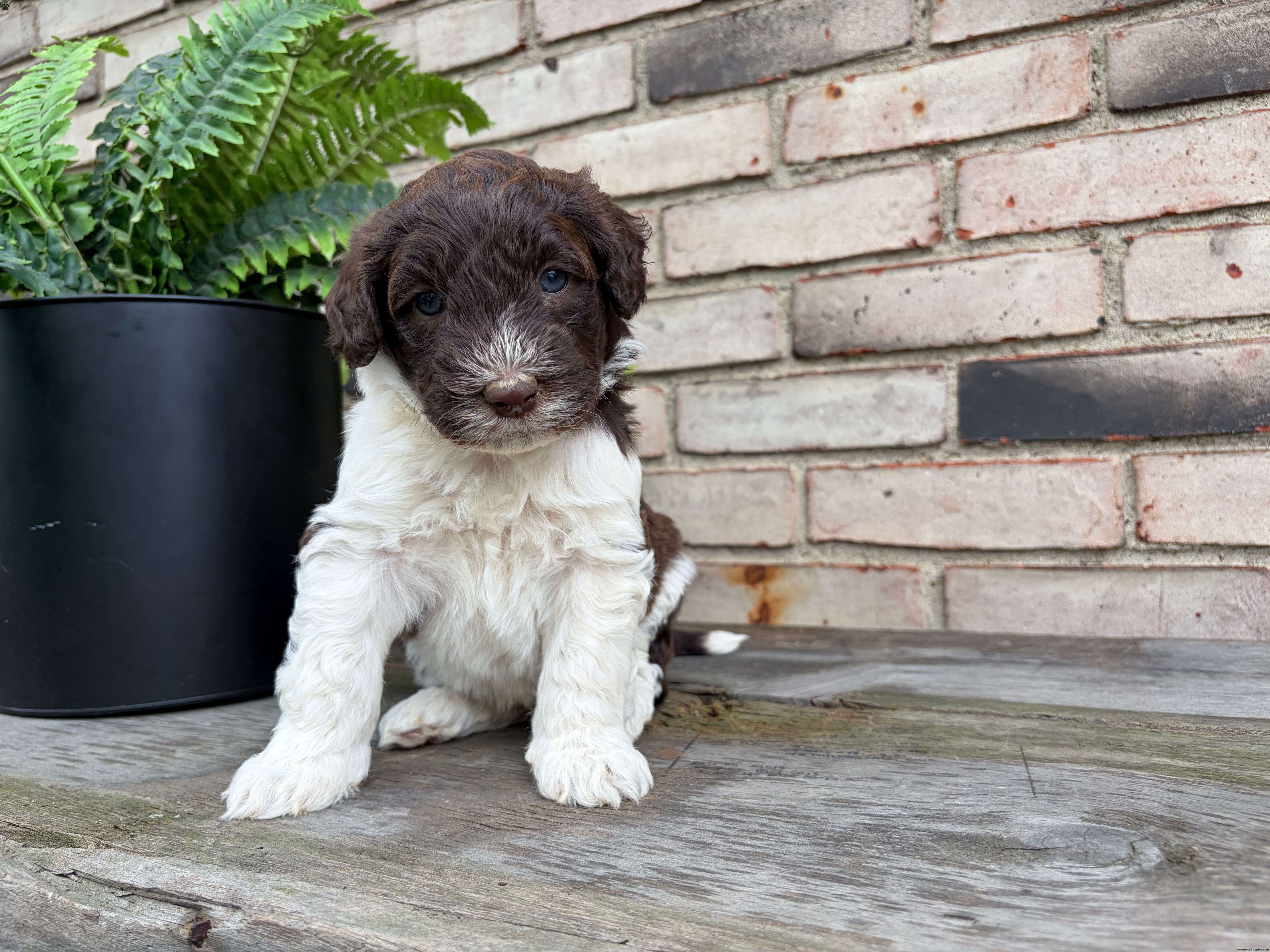 Fjord - Portuguese Water Dog Puppy For Sale in Ohio