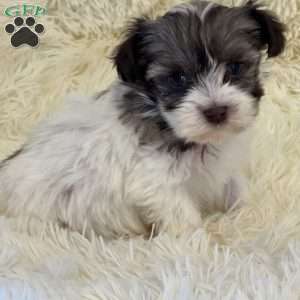 Sue, Havanese Puppy