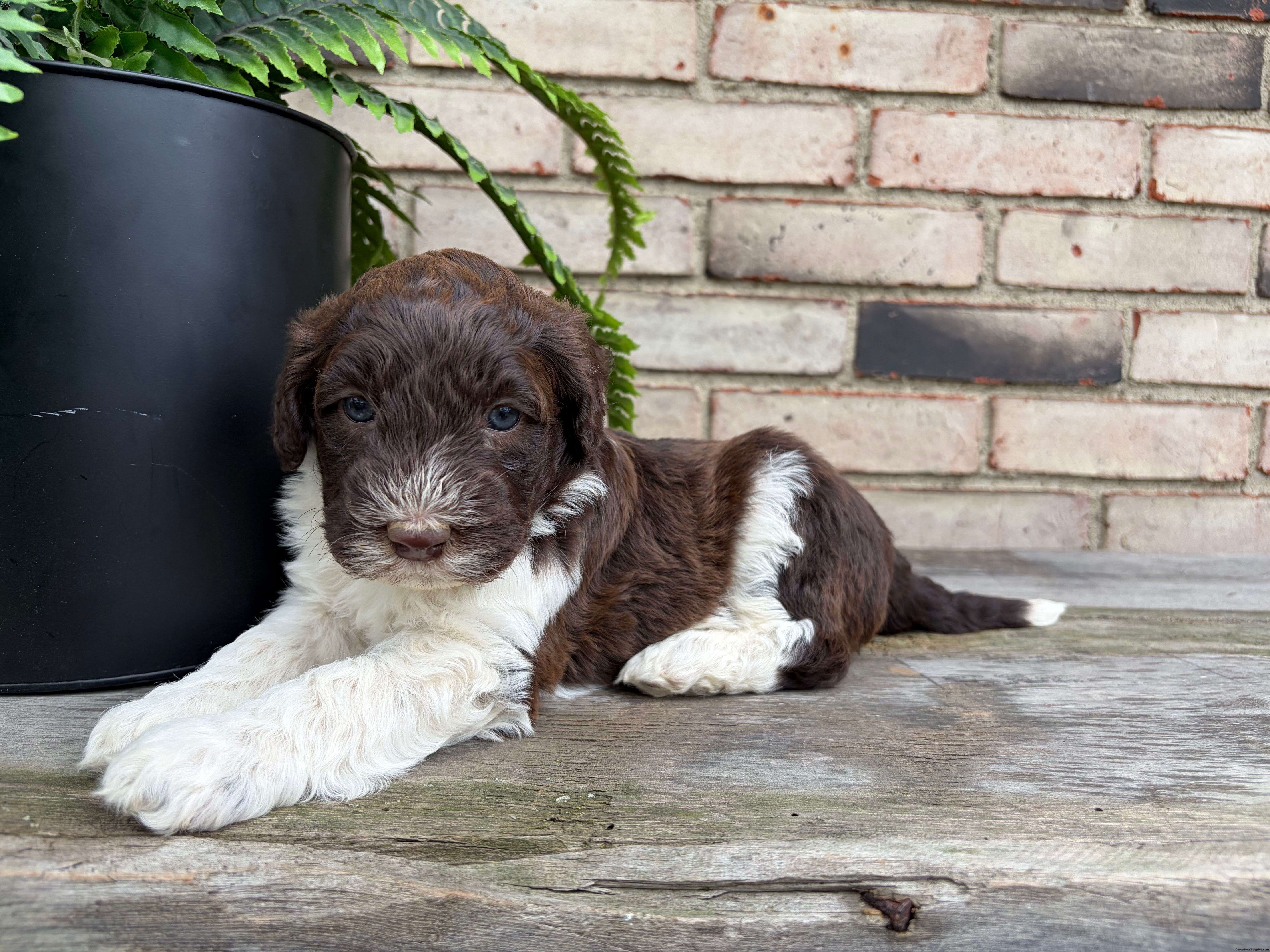 Fjord - Portuguese Water Dog Puppy For Sale in Ohio