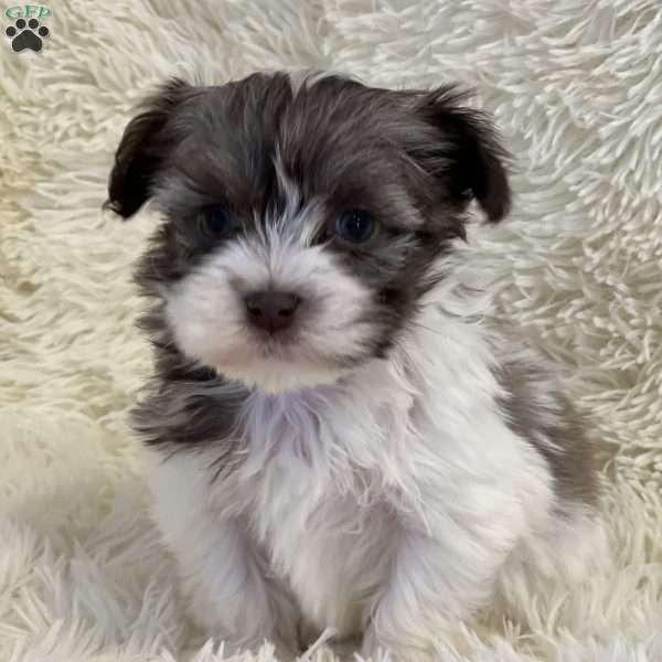 Sue, Havanese Puppy