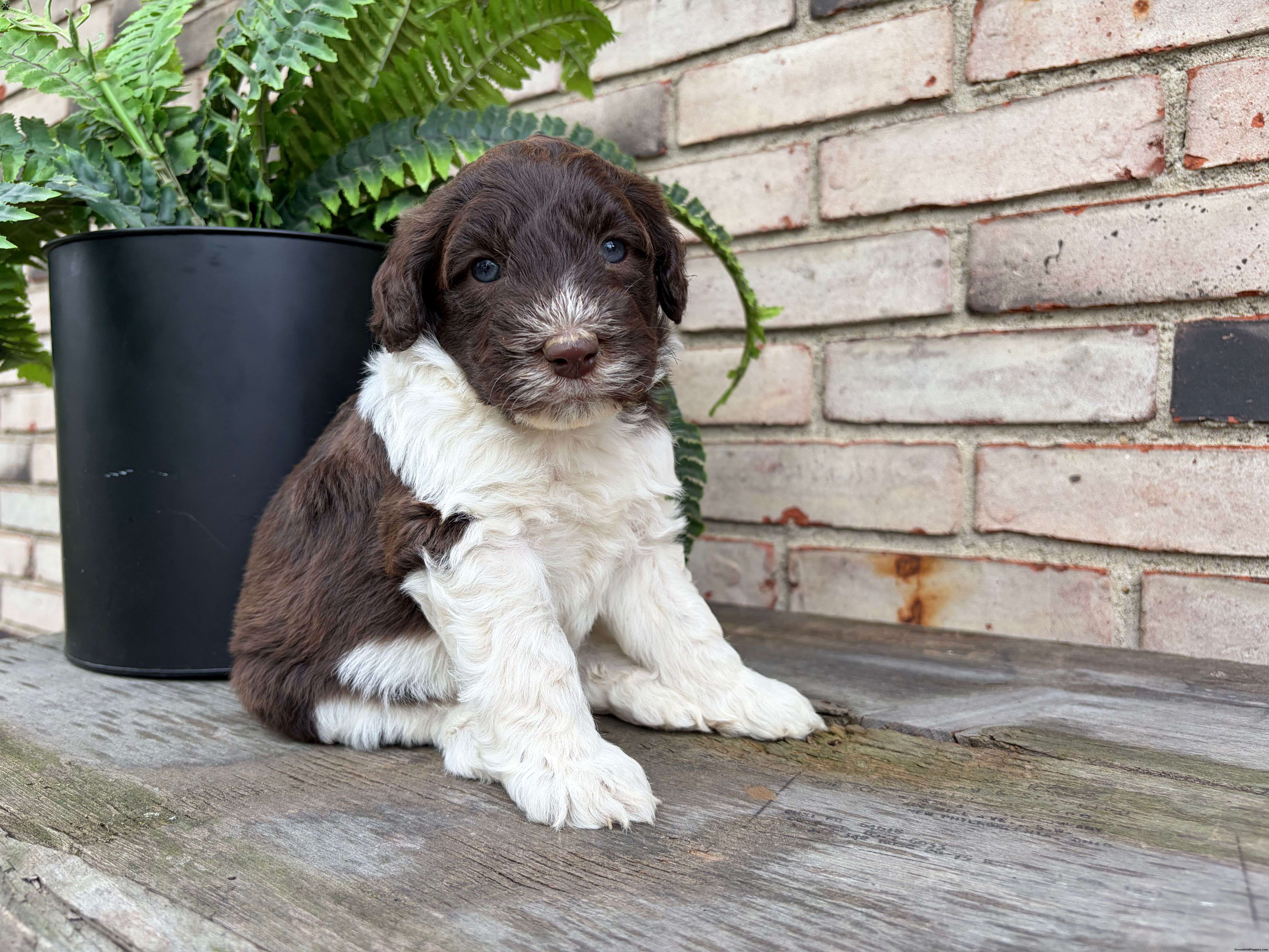 Fjord - Portuguese Water Dog Puppy For Sale in Ohio