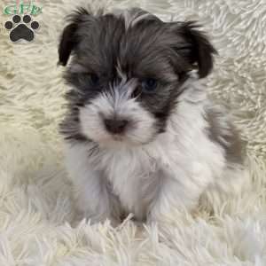 Sue, Havanese Puppy