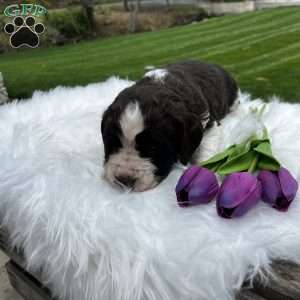 Periwinkle, English Springer Spaniel Puppy
