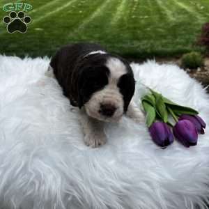 Periwinkle, English Springer Spaniel Puppy