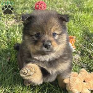 Yoshi, Mini Elkhound Puppy