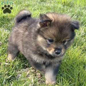 Yoshi, Mini Elkhound Puppy